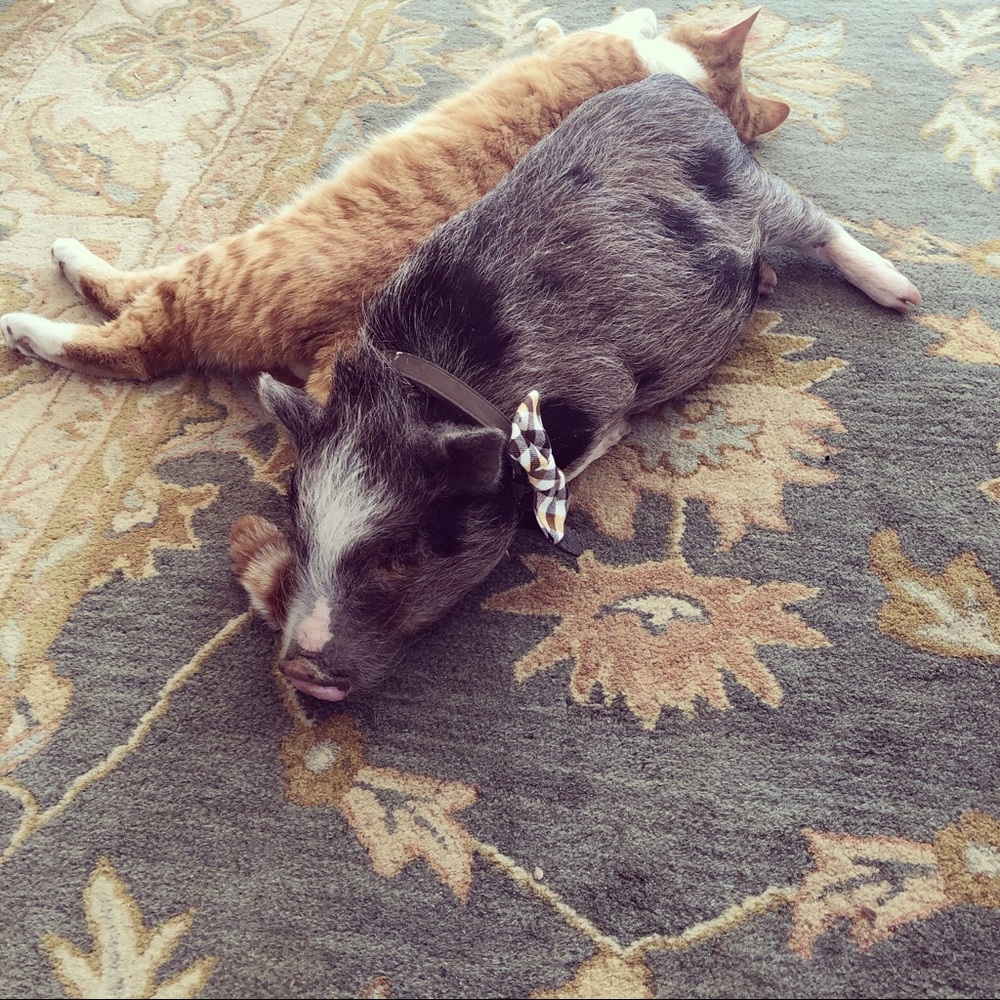 Meet your Posher, Monica